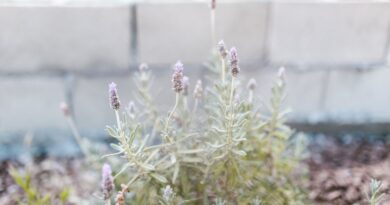 Környezetbarát rovarriasztás természetesen levendulával és gyógynövényekkel